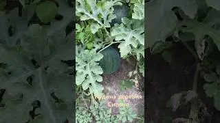 #жизнь