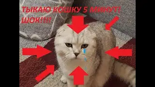 Тыкаю кошку 5 минут