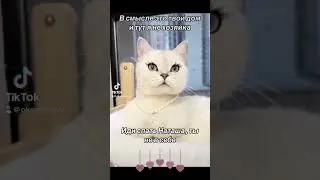 Приколы смешные котики