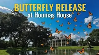 Master the Art of Identifying Male and Female Butterflies!