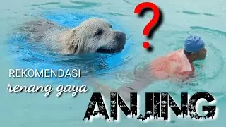 HOW AND WHAT ARE THE BENEFITS OF DOG STYLE SWIMMING 3 TECHNIQUES