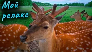 Контактный зоопарк Горки. Антистресс в чистом виде. Влог.