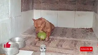 PIT MONSTER LIKE #pitmonsters
