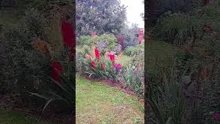 Идут дожди... #garden #огород #лето "дожди