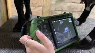 Using ECO 11Vet in Goat pregnancy checking