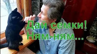 Кошка требует семечки тыквы.