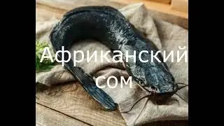 Недооцененная рыба Африканский или клариевый сом.