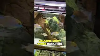 Discover the Ultimate Destination for African Cichlid Lovers