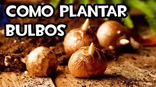 How to Plant Bulbs in Pots | Very Easy