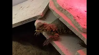 UROMASTYX MAKE GREAT PETS