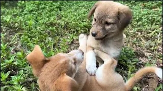 Funny puppy fight