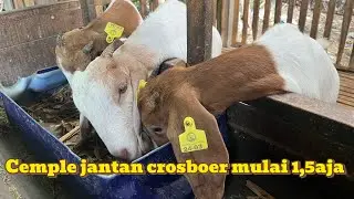 Update harga cemple crosboer di kandang boerkahjaya farm blitar 8 Oktober 2024