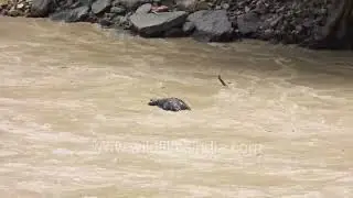 Monsoon flooding leads to livestock animals floating down the Saryu River at Champawat, Uttarakhand