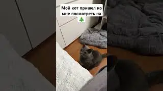 Новогодний кот