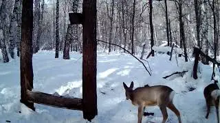 Бижбулякский район РБ, отчёт по работе подкормочных площадок за февраль-март 2024г