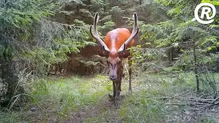Очень красивый олень!