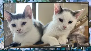 Foster Kitten Livestream (S11, E29) - Sep 1, 2024