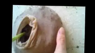 Panty Hose Pond Planters