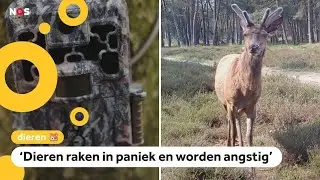 Boswachters boos op mensen die stiekem wildcamera's plaatsen