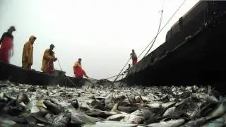 Trap Boat Fishing for Scup with the V.I.O. POV.HD