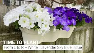 Ombre Fence Planter with Wave Petunias