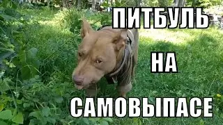 ПИТБУЛЬ на САМОВЫПАСЕ //  Очень ВКУСНАЯ трава