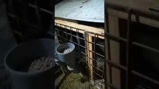 Простые и практичные кормушки и поилки для кроликов!