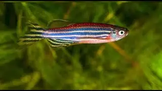 What microscope is used for zebrafish research?