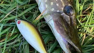 Рыбалка ловля щуки ловля на воблеры