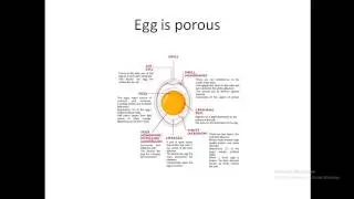 EGG Explained: Structure, Composition, Proteins & Quality – Complete Guide!