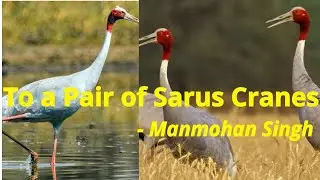To a Pair of Sarus Cranes poem Explanation | Karnataka SSLC English classes | Jijo Viji Thomas