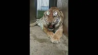 Tiger attacks very quickly