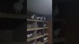 Начали паровать.