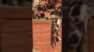 #деревня #кошка