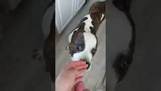 Приветики от милашика😍
