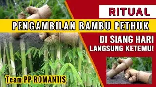 Menyebrangi Samudra Berburu Bambu Pethuk - PP Romantis