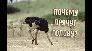 Почему Страусы зарывают голову в песок? | Правда или Ложь