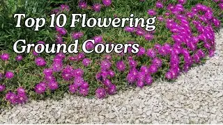 10 Flowering Ground Covers Every Gardener Needs to Know About
