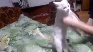 Казачья Песня Ойся ИЛИ Белый Котик танцует!