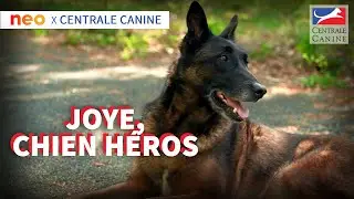JOYE, CHIEN HÉROS - Neo x Centrale Canine