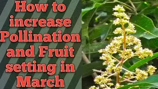 What is the role of Boron and Zinc during flowering in mango orchards #mangofertilizer