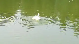 Лебедь чистюля