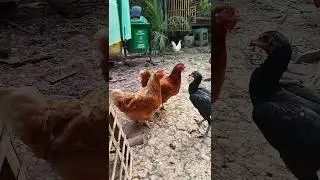 lagi pada nungguin makan#shorts #ayam #chickenbreeds