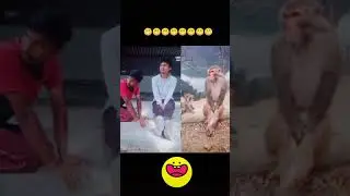 Imitating Monkey || June 2020