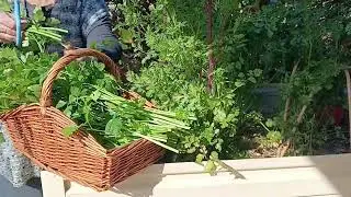 We have more PARSLEY than we can eat!