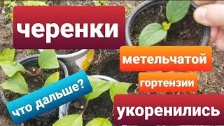 Черенки метельчатых гортензий укоренились/Где будут зимовать черенки гортензий/