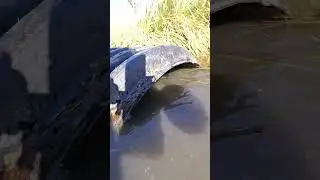 Trapping a Coon with Foil 