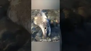 Why Kill The Fish Instead Of Sqeezing?