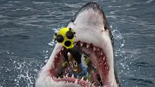 Sharky Sharky Bitey Bitey!