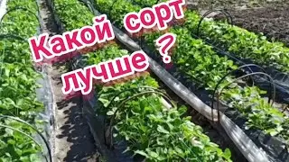 Сравнение сортов Флер , Клери, Хоней часть 2 .Налив ягоды #сравнение